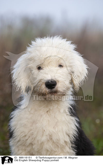 Old English Sheepdog Puppy portrait / MW-16151