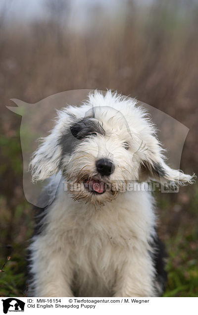 Bobtail Welpe / Old English Sheepdog Puppy / MW-16154
