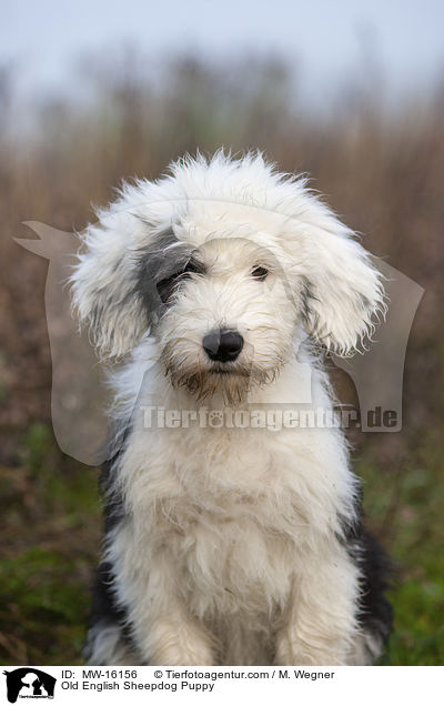 Bobtail Welpe / Old English Sheepdog Puppy / MW-16156