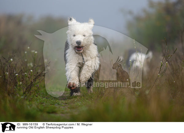 rennende Bobtail Welpen / running Old English Sheepdog Puppies / MW-16159