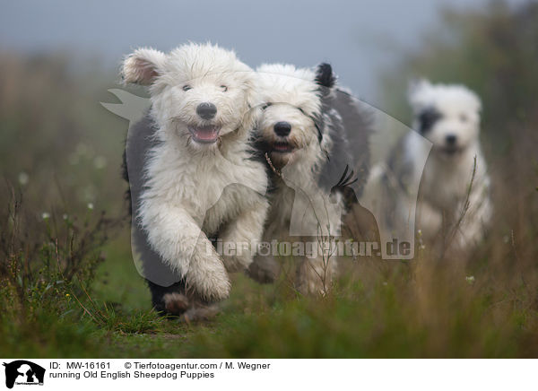 rennende Bobtail Welpen / running Old English Sheepdog Puppies / MW-16161