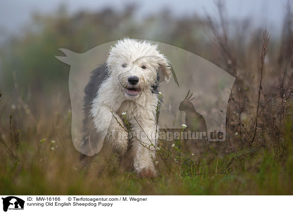 rennender Bobtail Welpe / running Old English Sheepdog Puppy / MW-16166