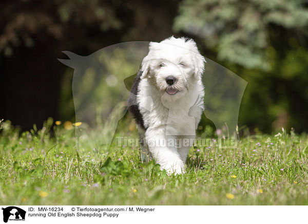 rennender Bobtail Welpe / running Old English Sheepdog Puppy / MW-16234
