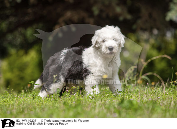 laufender Bobtail Welpe / walking Old English Sheepdog Puppy / MW-16237