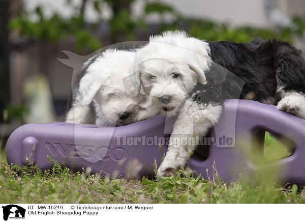 Old English Sheepdog Puppy / MW-16249
