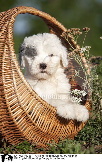 Old English Sheepdog Puppy in the basket / MW-16289