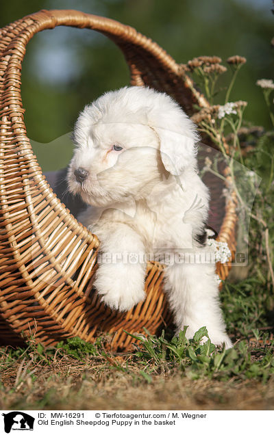 Old English Sheepdog Puppy in the basket / MW-16291