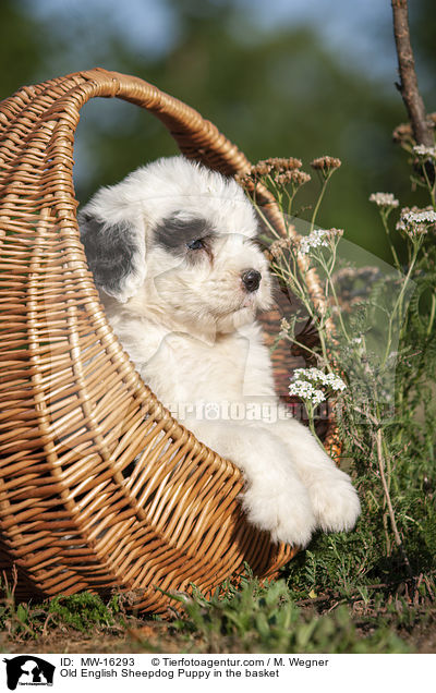 Old English Sheepdog Puppy in the basket / MW-16293