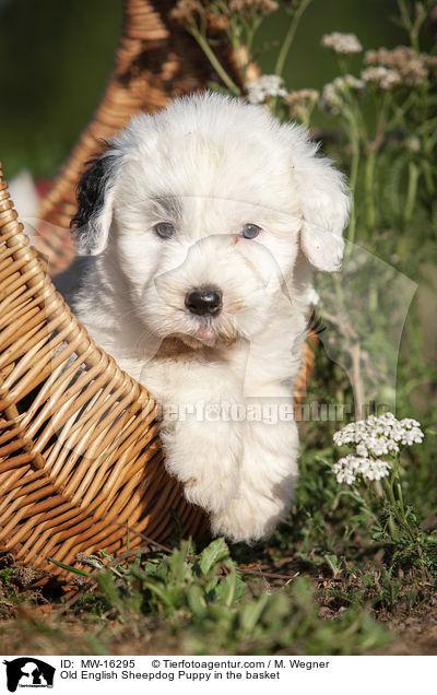 Old English Sheepdog Puppy in the basket / MW-16295