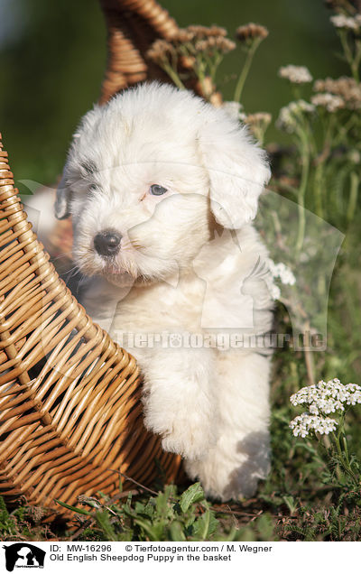 Bobtail Welpe im Krbchen / Old English Sheepdog Puppy in the basket / MW-16296