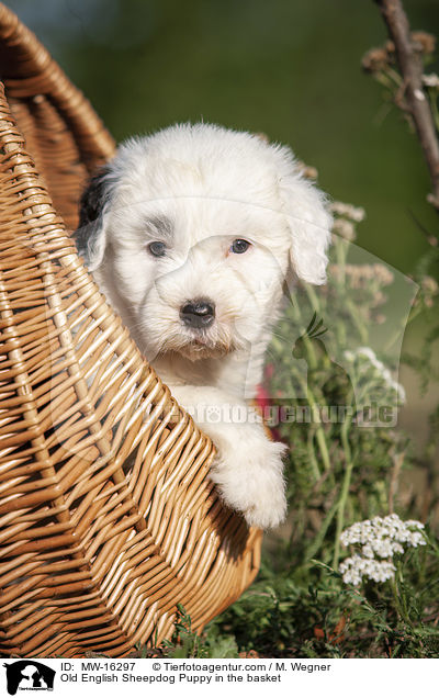 Old English Sheepdog Puppy in the basket / MW-16297