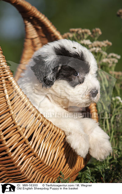 Old English Sheepdog Puppy in the basket / MW-16300