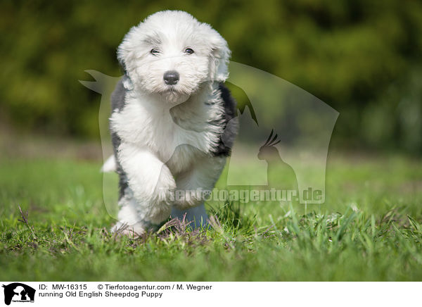 rennender Bobtail Welpe / running Old English Sheepdog Puppy / MW-16315