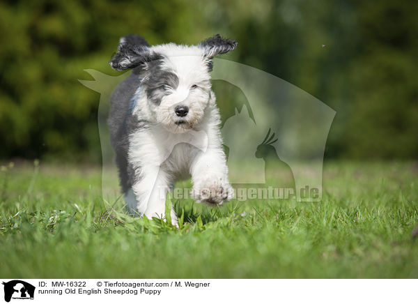 rennender Bobtail Welpe / running Old English Sheepdog Puppy / MW-16322