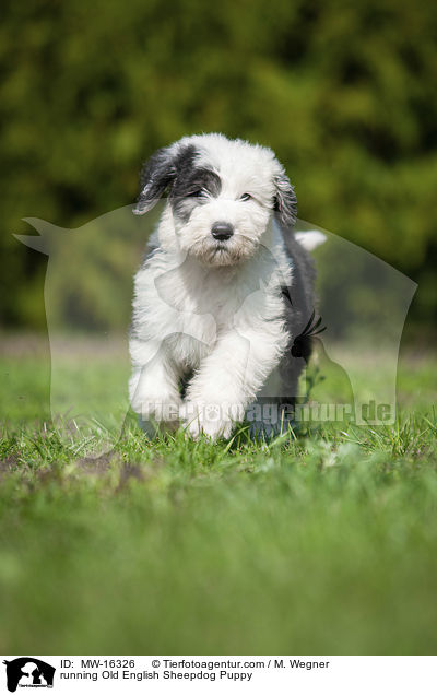 rennender Bobtail Welpe / running Old English Sheepdog Puppy / MW-16326
