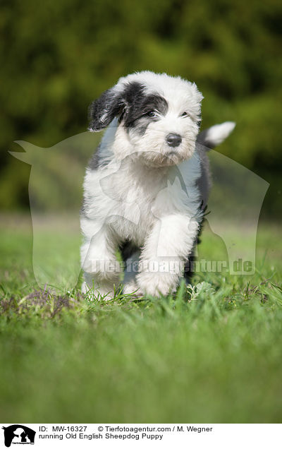 rennender Bobtail Welpe / running Old English Sheepdog Puppy / MW-16327