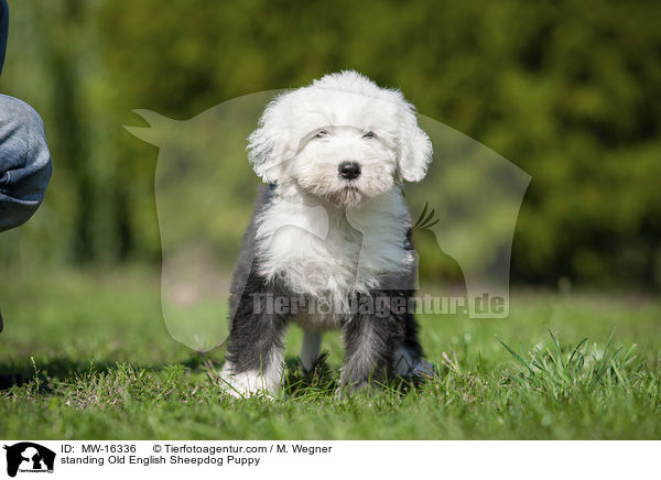 stehender Bobtail Welpe / standing Old English Sheepdog Puppy / MW-16336
