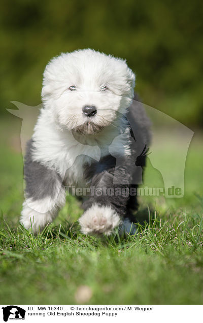 rennender Bobtail Welpe / running Old English Sheepdog Puppy / MW-16340