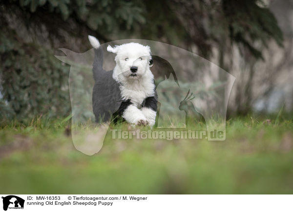 rennender Bobtail Welpe / running Old English Sheepdog Puppy / MW-16353