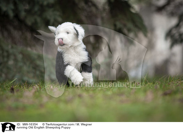rennender Bobtail Welpe / running Old English Sheepdog Puppy / MW-16354