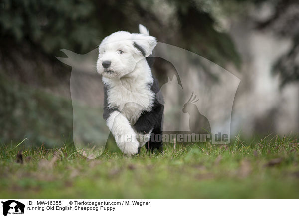 rennender Bobtail Welpe / running Old English Sheepdog Puppy / MW-16355