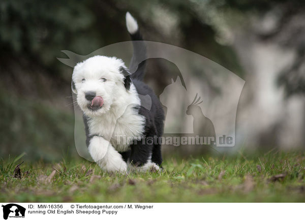 rennender Bobtail Welpe / running Old English Sheepdog Puppy / MW-16356