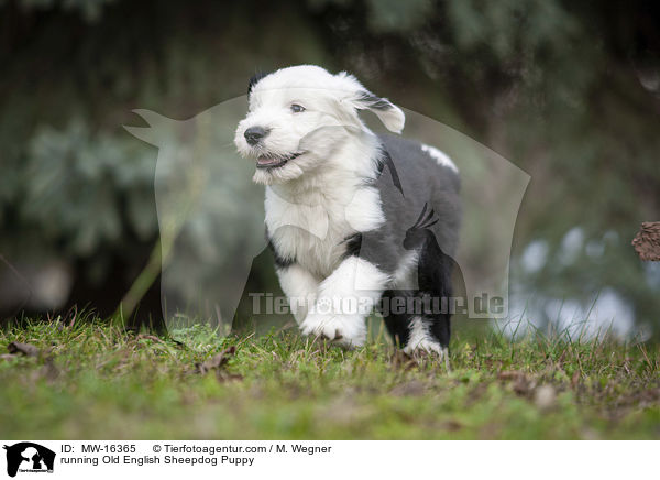 rennender Bobtail Welpe / running Old English Sheepdog Puppy / MW-16365