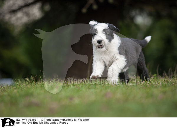 rennender Bobtail Welpe / running Old English Sheepdog Puppy / MW-16366