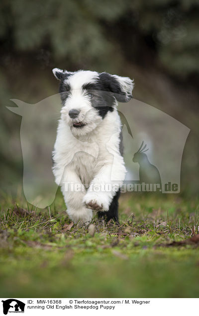 rennender Bobtail Welpe / running Old English Sheepdog Puppy / MW-16368