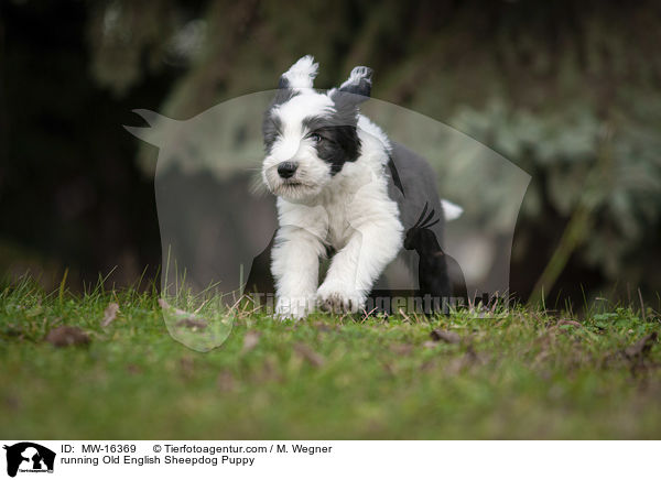 rennender Bobtail Welpe / running Old English Sheepdog Puppy / MW-16369