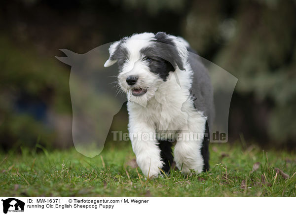 running Old English Sheepdog Puppy / MW-16371