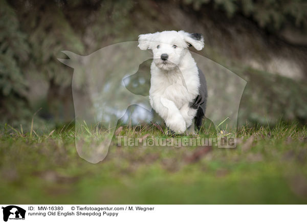 running Old English Sheepdog Puppy / MW-16380