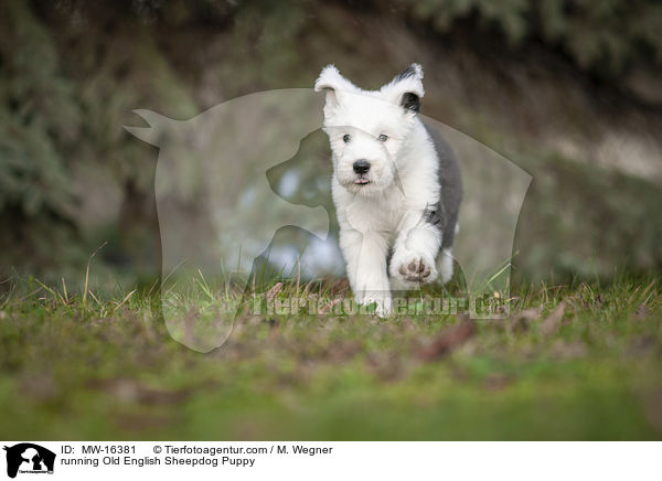 rennender Bobtail Welpe / running Old English Sheepdog Puppy / MW-16381