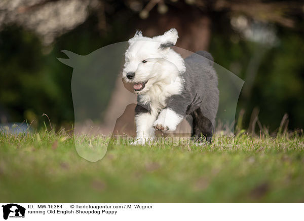 running Old English Sheepdog Puppy / MW-16384