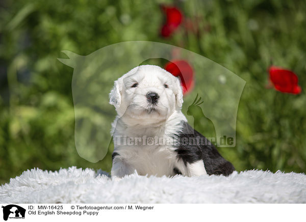 Bobtail Welpe / Old English Sheepdog Puppy / MW-16425
