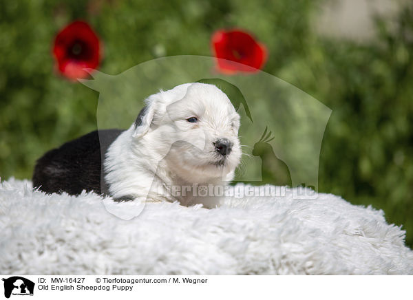 Bobtail Welpe / Old English Sheepdog Puppy / MW-16427
