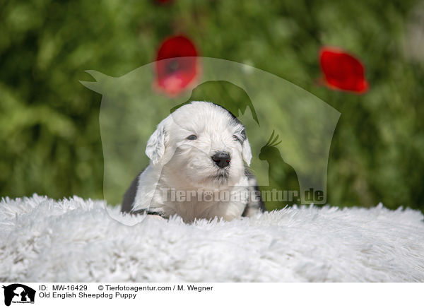 Old English Sheepdog Puppy / MW-16429