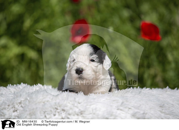 Bobtail Welpe / Old English Sheepdog Puppy / MW-16430