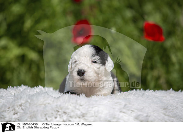 Old English Sheepdog Puppy / MW-16430