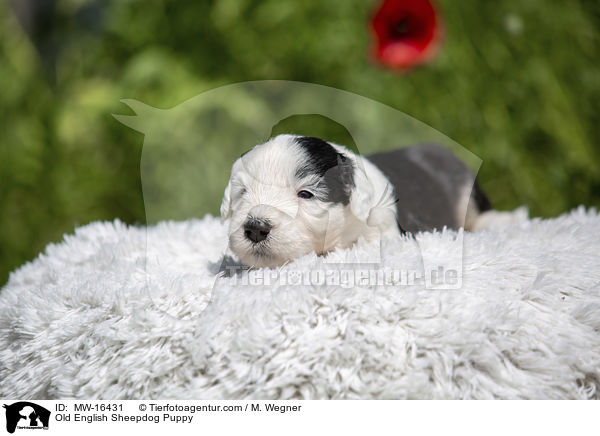 Bobtail Welpe / Old English Sheepdog Puppy / MW-16431