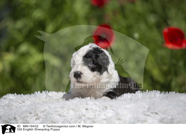 Bobtail Welpe / Old English Sheepdog Puppy / MW-16432