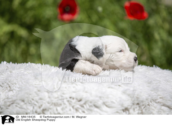 Bobtail Welpe / Old English Sheepdog Puppy / MW-16435