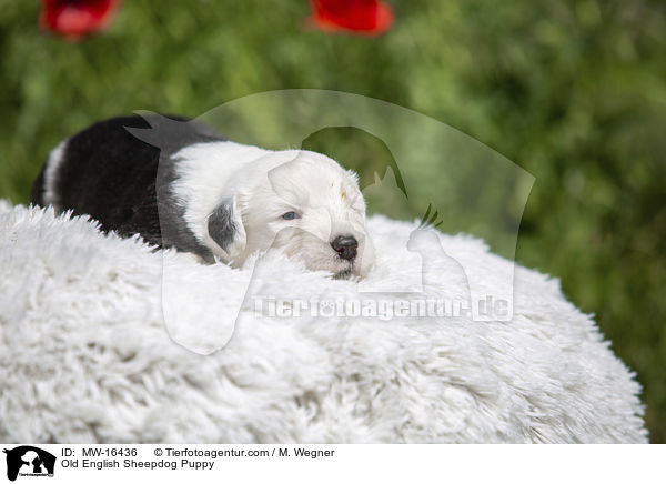 Old English Sheepdog Puppy / MW-16436