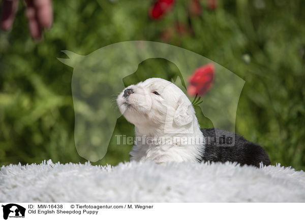 Bobtail Welpe / Old English Sheepdog Puppy / MW-16438