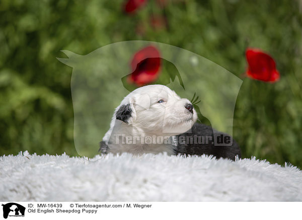 Bobtail Welpe / Old English Sheepdog Puppy / MW-16439