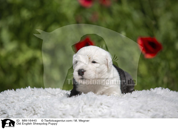 Bobtail Welpe / Old English Sheepdog Puppy / MW-16440