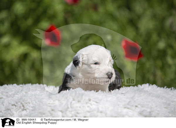 Bobtail Welpe / Old English Sheepdog Puppy / MW-16441