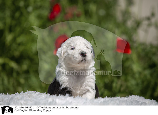 Bobtail Welpe / Old English Sheepdog Puppy / MW-16442
