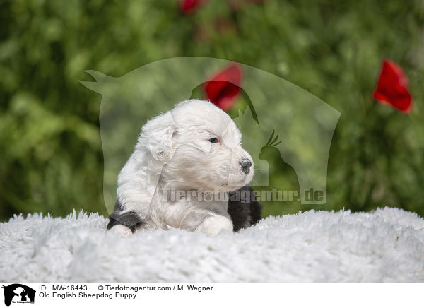 Bobtail Welpe / Old English Sheepdog Puppy / MW-16443