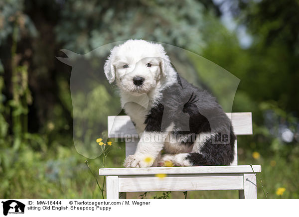 sitzender Bobtail Welpe / sitting Old English Sheepdog Puppy / MW-16444
